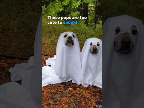 Meet the trio of ghost pups spooking up the streets this Howl-oween #Shorts