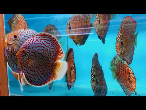 Secrets Shared by a Lifetime Discus Breeder - Disc There are 1,000s of Discus at this AMAZING Urban Hatchery / Wholesaler!
Simply AMAZING to see a real