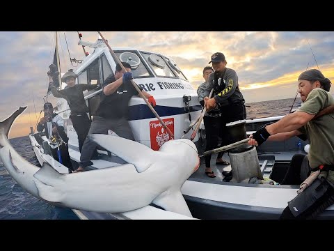 竿破壊！？サメが船上で大暴れ！パニックだらけのサメ討伐！！【ビギナーズラックで大物釣り #2 】