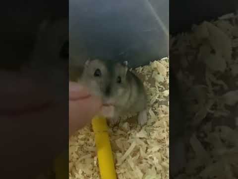 He’s eating his banana flower