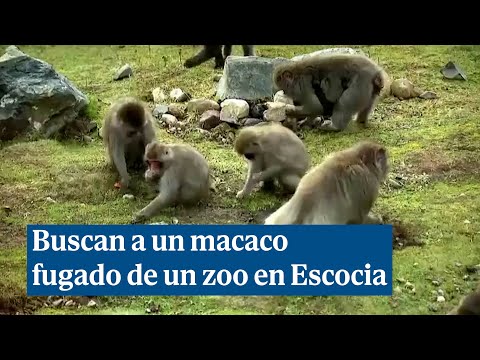 Buscan un macaco japonés escapado de un zoo en Escocia
