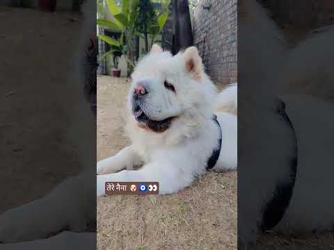 #music #love #song #cute #pethub 🫶😚💞