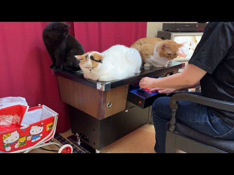 【家がゲーセン】テーブル型のゲーム機を買ったら速攻で猫たちに占領されました
