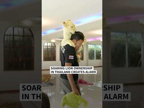 Alarm as lion ownership soars in Thailand | AFP #shorts