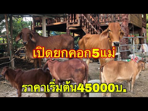 เปิดยกคอก5แม่-แม่ท้อง-แม่สาว-ส เปิดยกคอก5แม่-แม่ท้อง-แม่สาว-ส