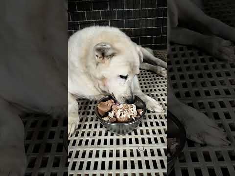 新來老蘇的狗狗依不同個性、不同環境，大部分都會不吃不喝，可是老蘇的伙食底層是老犬飼料泡軟拌罐頭，中層再加一層罐頭，最上層則是家樂福的烤雞肉，這麼美味可口的餐點，狗狗們很快就吃的津津有味