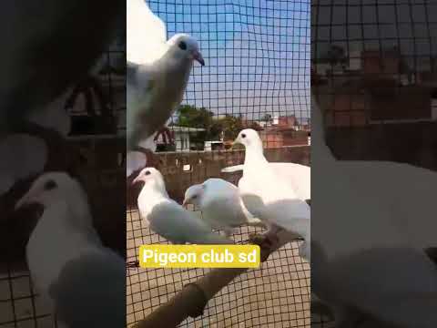 #kuchh baby ka shok #nice bird baby #@video viral short#@