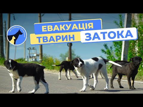 Евакуація тварин із Затоки | ЗооПатруль Україна
