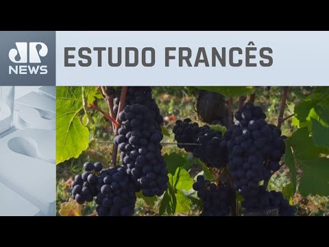 Mudanças climáticas podem impactar produção de vinho pelo mundo