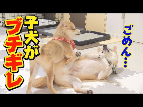 子犬が先住犬にケンカで勝ってしまいました・・・