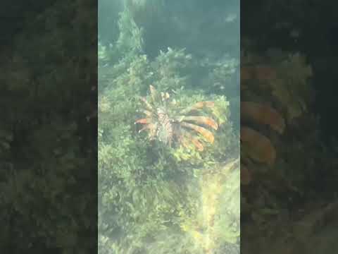 羽根を広げた孔雀のようなミノカサゴ。堤防から時々姿が見えます。沖アミもまれに捕食しますが、典型的な肉食魚で活魚を好みます。狙うならイワシかキビナゴがベスト。