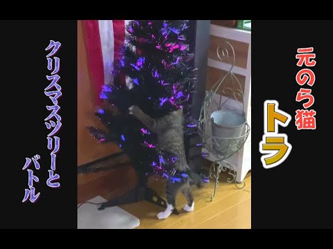 元のら猫 トラ。 クリスマスツリーとバトル