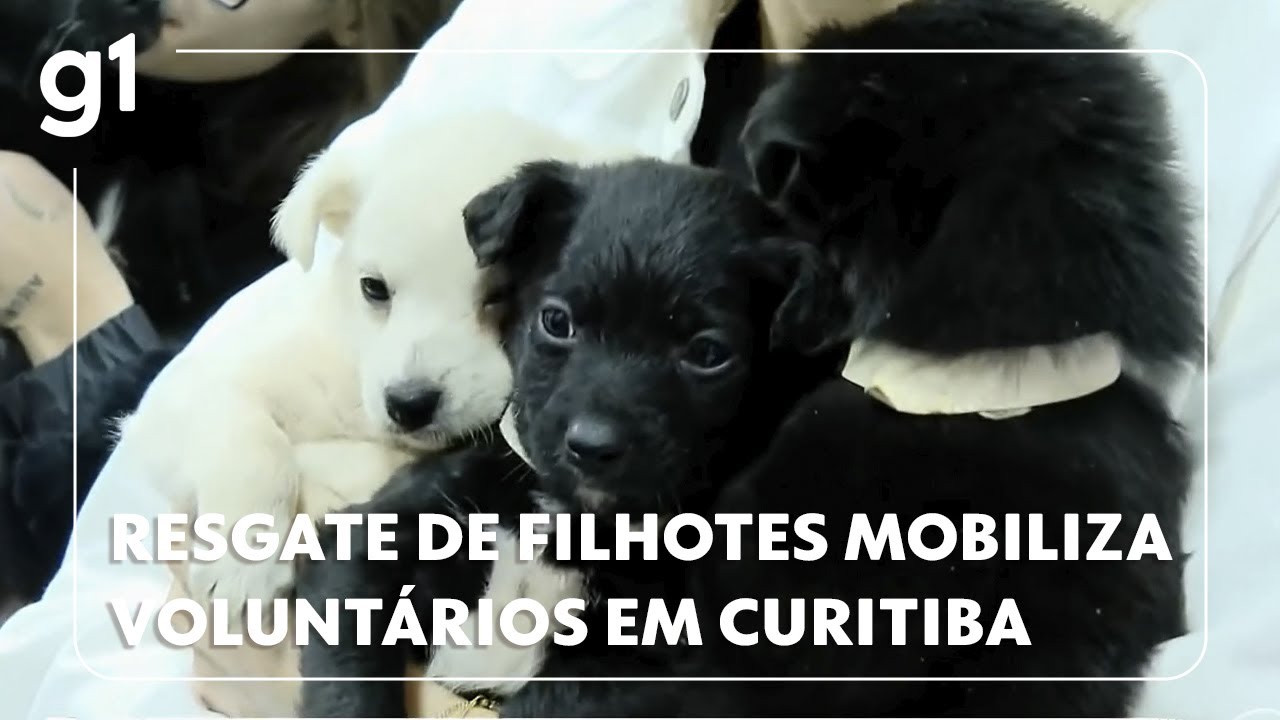 Jornal Hoje resgate de filhotes de cachorro mobiliza voluntários por três dias em Curitiba
