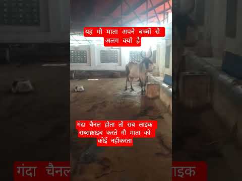 यह गौ माता अपने बच्चों से अलग क्यों है #13million #cow #farming #100millon #gaumata