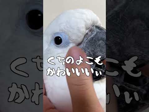 ゆきまる氏がかわいすぎてうざくなるパパシリーズ #shorts