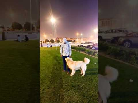 #dog #viralvideo #Khatarnak video