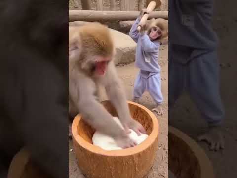 Mom wanted no games #mochi #makingmochi #monkey #funny #mochiaccident