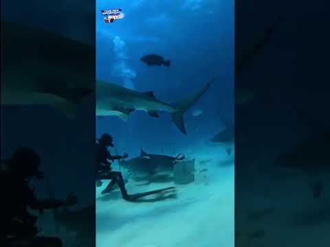 Shark attack #northsea
