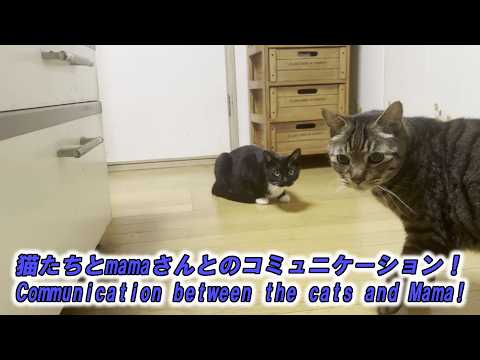 猫たちとmamaさんとのコミュニケーション!Communication between the cats and Mama!