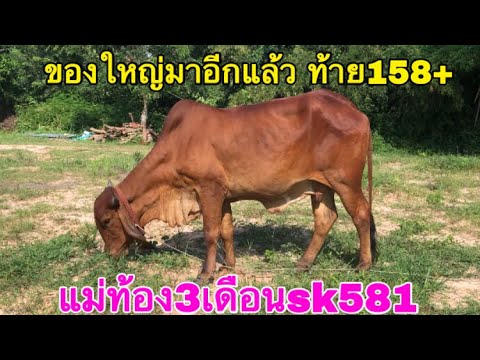 ของใหญ่มาอีกแล้ว-แม่ท้อง3เดือน ของใหญ่มาอีกแล้ว-แม่ท้อง3เดือน