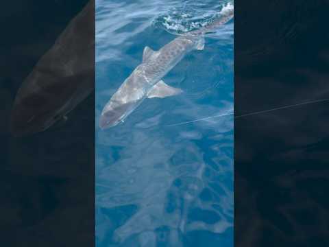 TIGER SHARK CAUGHT DURING FLOUNDER FISHING! #fishing #fishing #fishingvideo #fish #shark #va