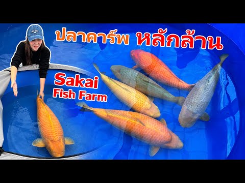 ปลาหลักล้านวันสุดท้ายที่Saka