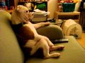 כלב בולדוג רואה טלויזיה