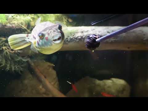 Cross River Puffer Feeding 
