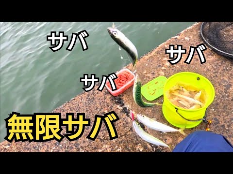 堤防の足元でサバが入れ食いの日に遭遇！泳がせをやったら竿が劇曲りのあれが⋯