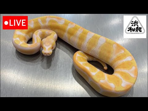 生体紹介LIVE【渋谷松濤爬虫類】