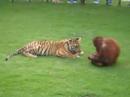 Tiger vs. Orangutan