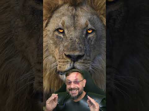 Coalizão dos leões: Sekekama, o colosso. VÍDEO 18 #biologohenrique #animais #bichoesperto #biologo