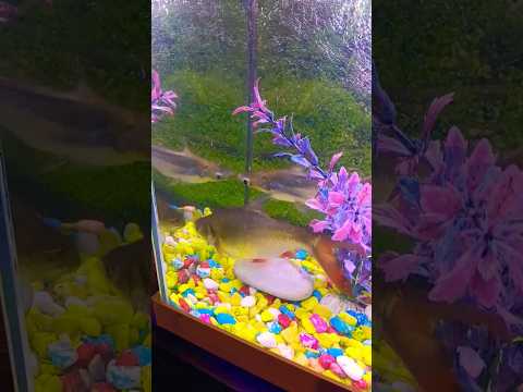 #funny #comedy video 🔥🔥🔥🔥