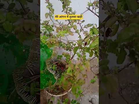 मेरे आंगन में तुलसा खड़ी #song #trending #shyam #viral #tulsi #bhajan