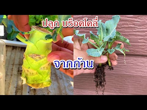 วิธีปลูกบร็อคโคลี่จากก้าน-ปลูก วิธีปลูกบร็อคโคลี่จากก้าน-ปลูก