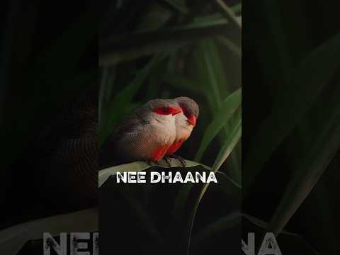 Enakku nee dhaana best-u | Anirudh| |Dhanush