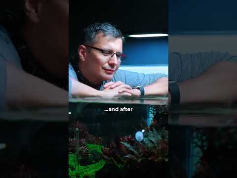 Who feels the same?😅 #greenaqua #aquascaping #aquascape #plantedtank #amazingnature #shortsvideo #fish #shortvideo #plant