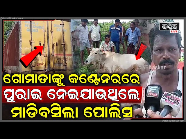 କଙ୍କଡ଼ାହାଡ଼ ଥାନାର ବଡ଼ ସଫଳତା...ଗୋଟିଏ କଣ୍ଟେନର ଗାଡି ସହିତ ଅଠରଟି ଗୋମାତା ଉଦ୍ଧାର
