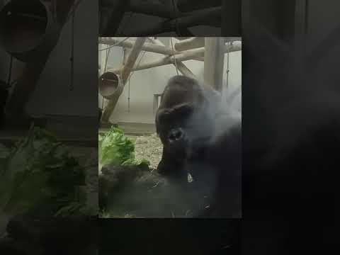 Silverback gorilla punches me