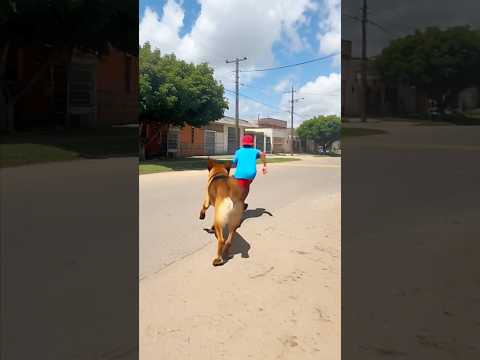 O cachorro atacou novamente 😱😂 #viralvideo #funny