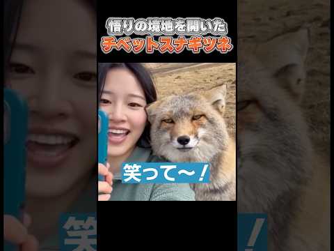 チベットスナギツネの悟った顔がまるでサラリーマン