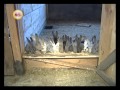 Кролиководство: 1215 кролики