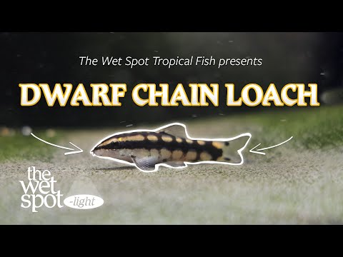DWARF CHAIN LOACH - The Wet Spot-light - Ambastaia Welcome back to The Wet Spot-light!

Dive into our in-store display tank to learn about some of our 
