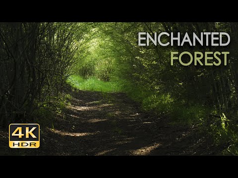 Hutan Ajaib 4K HDR - Nyanyian Burung Hitam - Nyanyian Burung Musim Semi - Video & Suara Alam yang Menenangkan