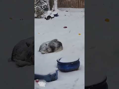 Funny and cute dogs compilation#cute#doglover#doglife#cure#dogshorts#pet#doglife#dogshorts