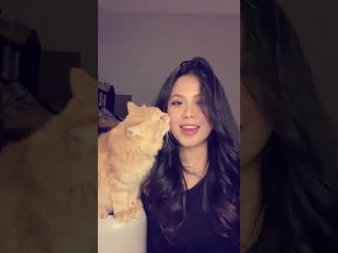 kucing lengket #cat #kucinganggoralucudanimut #shortvideo