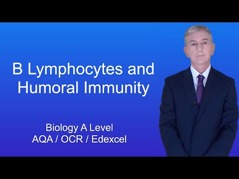 A Level Biology Revision “B Lymphocytes and Humoral Immunity”