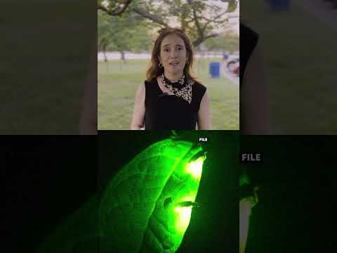 Fireflies will still light up summers, despite decline in diversity