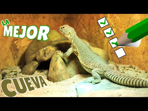 Cueva Exo Terra para reptiles🦎 ¿Cómo le ha ido a mi Uromastyx?