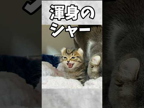俺のシャーが効かないだと⁉️からの仲良しになった犬と子猫